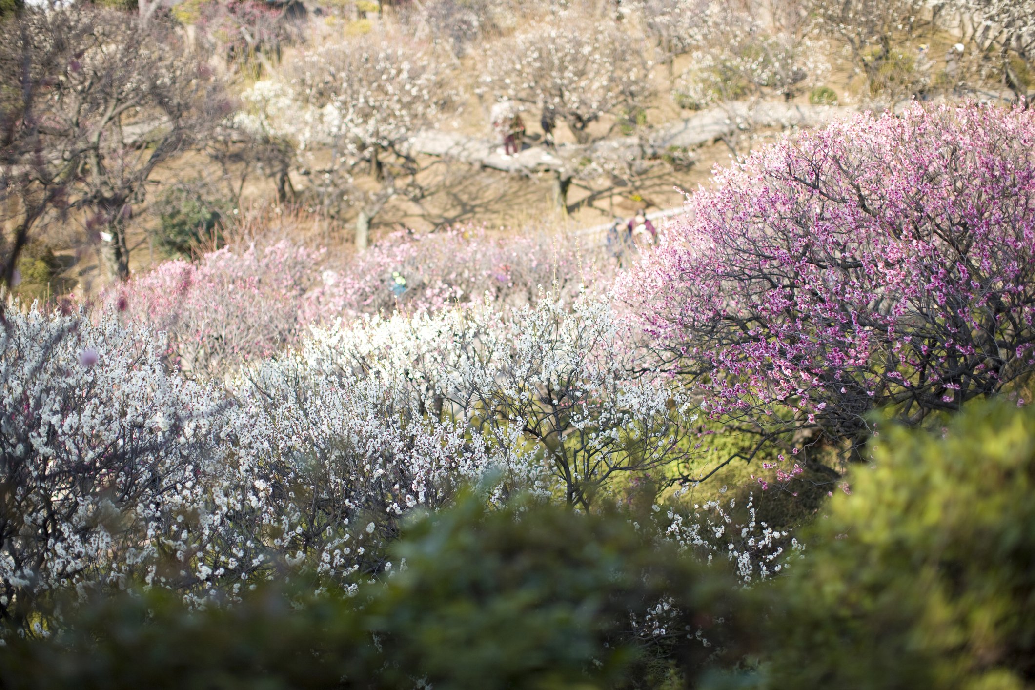 🏞️ 미나토 공원(湊公園) 이미지 7